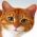 Trova il gatto  online