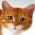 Trova il gatto  online